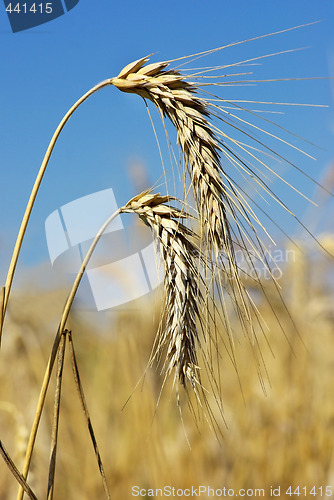 Image of Spikes of the wheat .