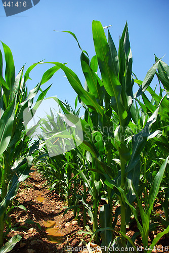 Image of Green cornfield in farm.