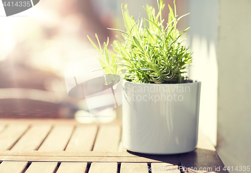 Image of green plant in flower pot on street cafe table