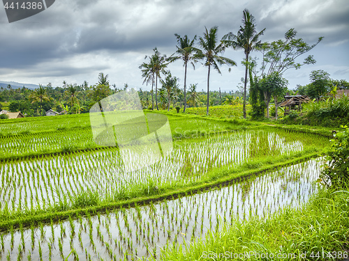 Image of some rice fields at Bali