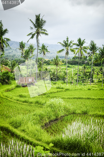 Image of some rice fields at Bali