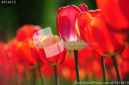 Image of Growing Red Tulips with bokeh