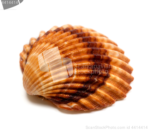 Image of Seashell on white 