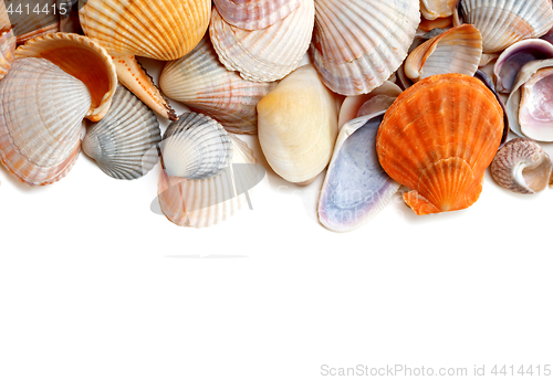 Image of Natural background of variety seashells