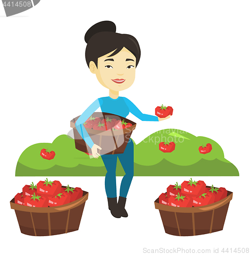 Image of Farmer collecting tomatos vector illustration.