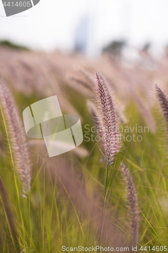 Image of Alpine meadow