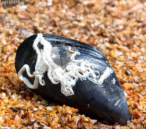 Image of Shells of mussel on sand in sun summer day