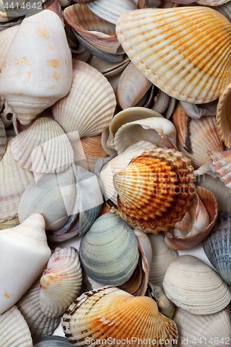 Image of Variety of seashells