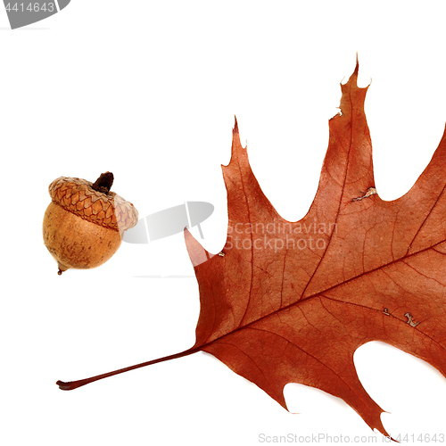 Image of Part of autumn dried leaf of oak and acorn