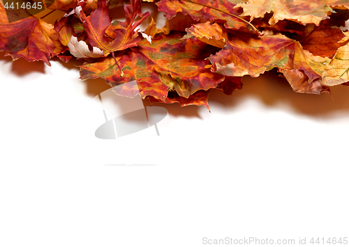 Image of Autumn dry multicolor maple leafs