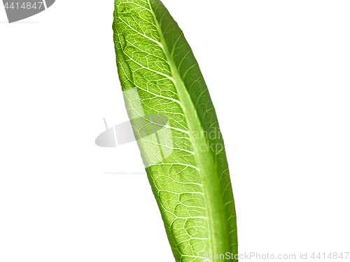 Image of lettuce green leaf salad isolated on white background