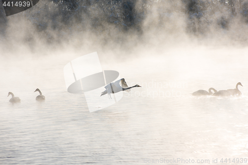 Image of Beautiful white whooping swans