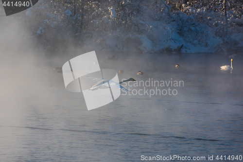 Image of Beautiful white whooping swans