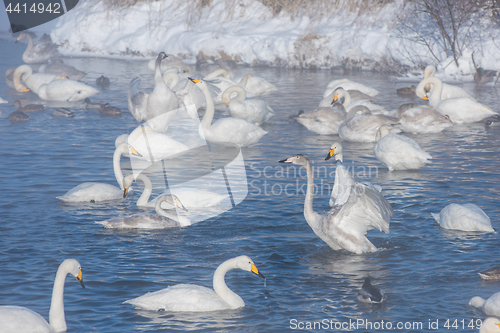 Image of Beautiful white whooping swans