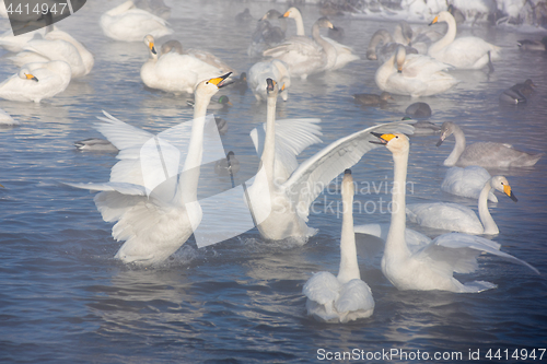 Image of Beautiful white whooping swans