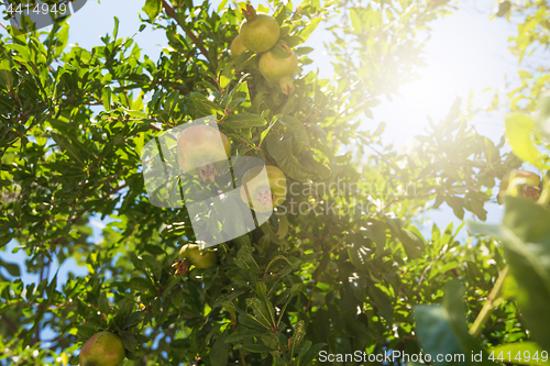 Image of Green pomegranate on tree