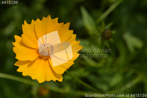 Image of Star tickseed