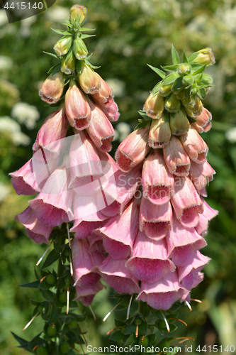 Image of Strawberry foxglove