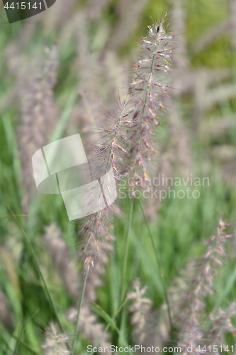 Image of Oriental fountain grass