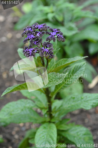 Image of Heliotrope Marine