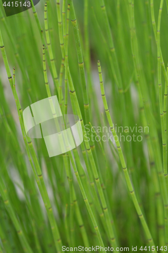 Image of Water horsetail