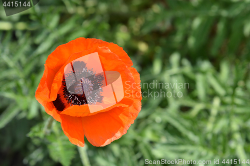 Image of Oriental poppy