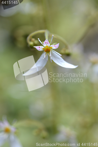 Image of Creeping saxifrage