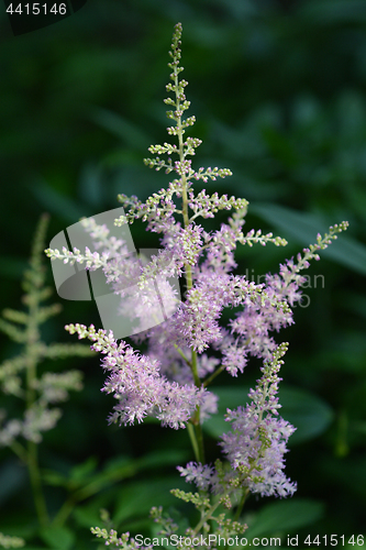 Image of Chinese astilbe
