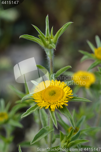 Image of Spiny Starwort