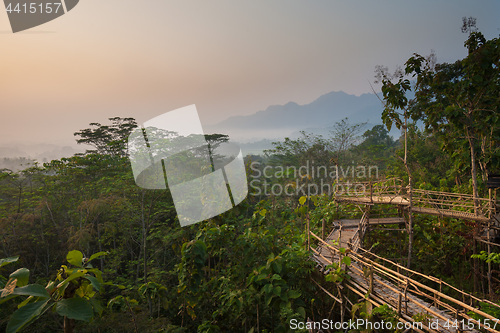 Image of Bamboo walkway in the jungle