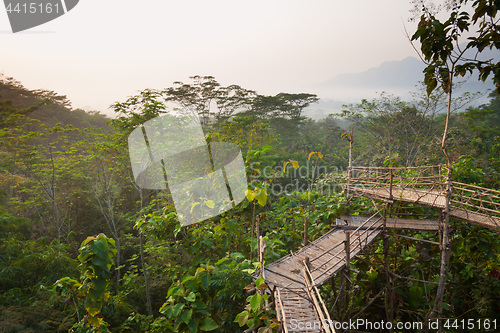 Image of Bamboo walkway in the jungle