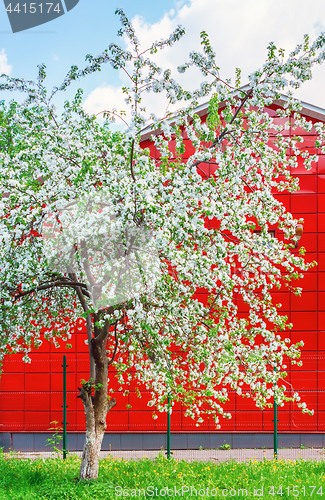 Image of Blossoming Apple Tree Against Red Building