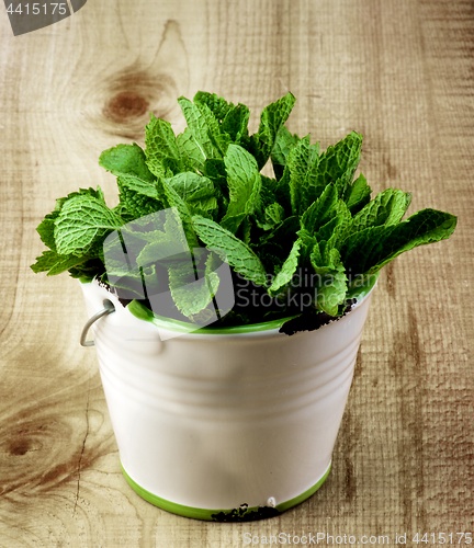 Image of Fresh Mint Leafs