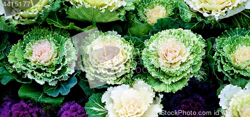 Image of Decorative Cabbage Background