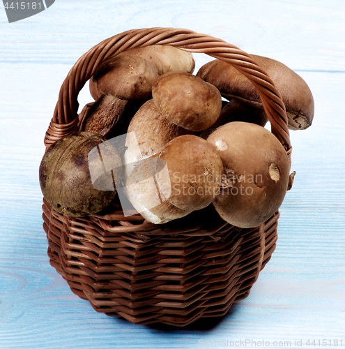 Image of Fresh Boletus Mushrooms