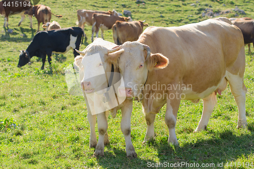 Image of Cow with her calf grazing on Alpine pasture