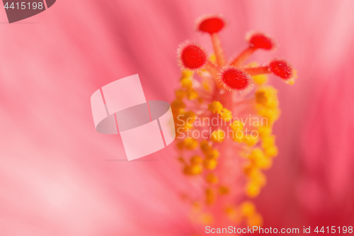 Image of Light red exotic Hibiskus flower blurred background