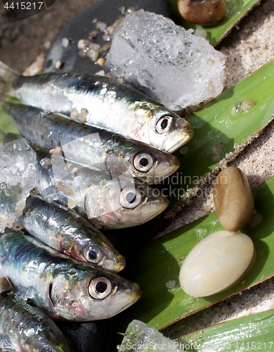 Image of Raw Fresh Sardines