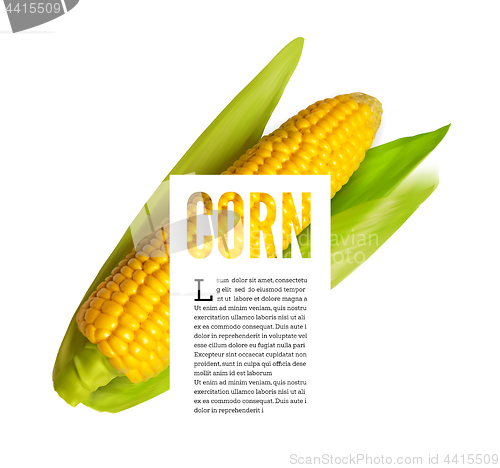 Image of Corn ear isolated on white with text block