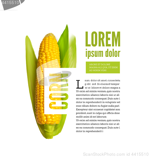 Image of Corn ear isolated on white with text block