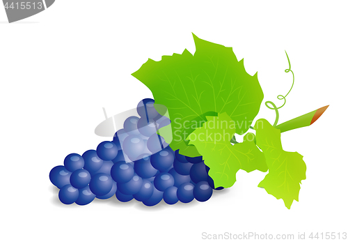 Image of Grape branch with blue grapes. Realistic vector illustartion