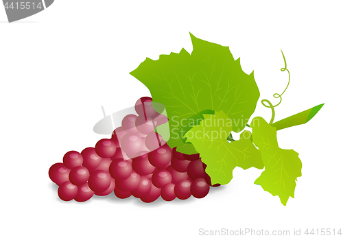 Image of Grape branch with red grapes. Realistic vector illustartion