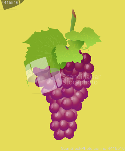 Image of Grape branch with red grapes. Realistic vector illustartion