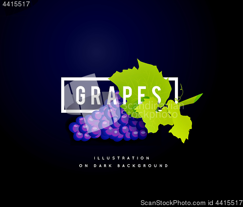 Image of Grape branch with blue grapes. Realistic vector illustartion
