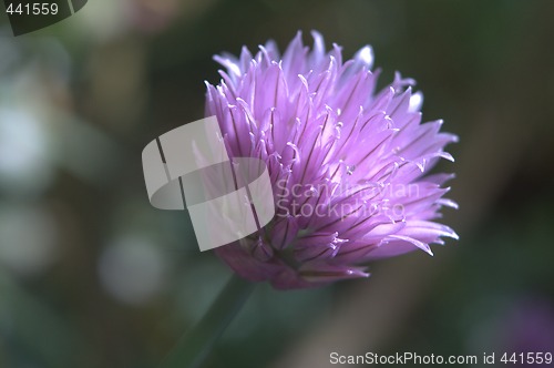 Image of Chives (Allium schoenoprasum)