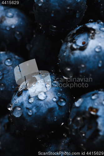 Image of Fresh blueberry with water drops