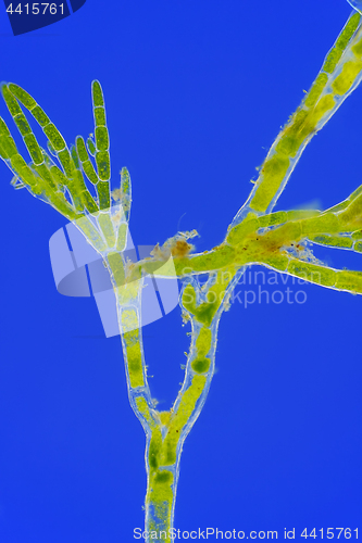 Image of Microscopic view of green algae (Cladophora) branch