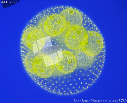 Image of Spherical colony of freshwater green algae (Volvox)