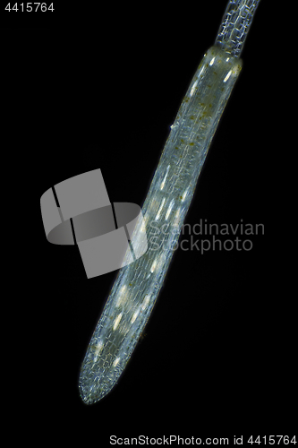 Image of Microscopic view of Common duckweed (Lemna minor) root tip in po