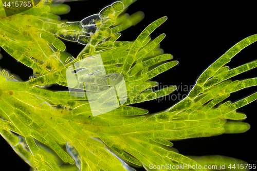 Image of Microscopic view of green algae (Cladophora)